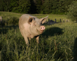 Foto: Timo Stammberger